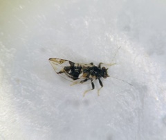 Bactericera maculipennis