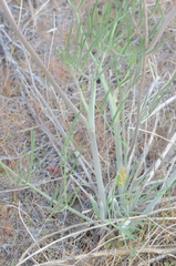Lomatium triternatum brevifolium