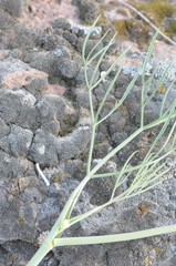 Lomatium triternatum brevifolium
