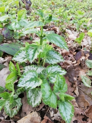 Lamium galeobdolon argentatum
