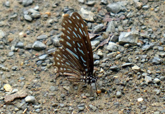 Graphium megarus
