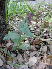 Epipactis helleborine tremolsii