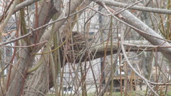 Turdus migratorius image