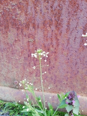 Capsella bursa-pastoris