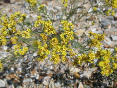 Limonium aureum