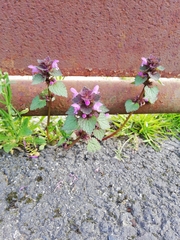 Lamium purpureum