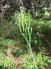 Diphasiastrum thyoides