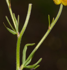 Ranunculus pedatus