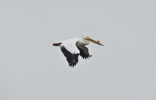 American White Pelican photographed in Missouri