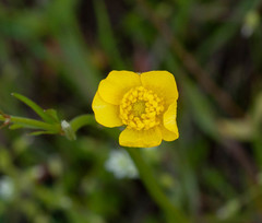 Ranunculus pedatus