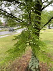 Taxodium distichum