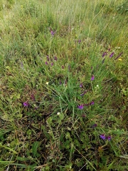 Vicia villosa