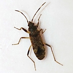 Elasmolomus squalidus