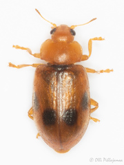 Coccidula scutellata