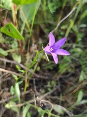 Campanula lusitanica