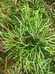 Diphasiastrum thyoides