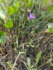 Campanula lusitanica