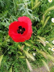 Papaver rhoeas