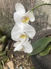 Phalaenopsis amabilis