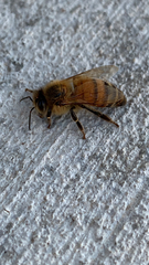Apis mellifera