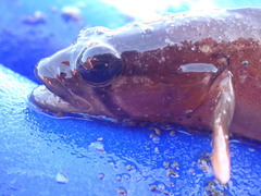 Ulvaria subbifurcata