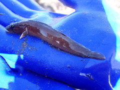 Ulvaria subbifurcata