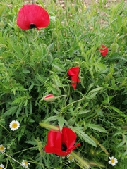 Papaver rhoeas