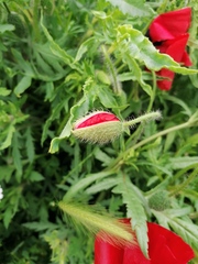 Papaver rhoeas