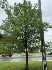 Taxodium distichum