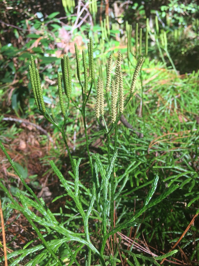 Diphasiastrum thyoides (Diphasiastrum thyoides)