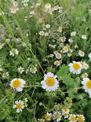 Anthemis arvensis