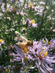 Apis mellifera