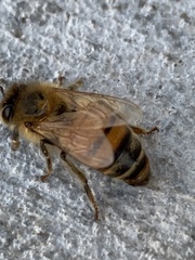 Apis mellifera