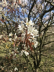 Amelanchier ovalis