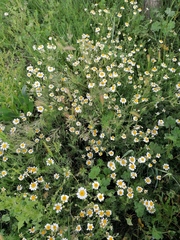 Anthemis arvensis