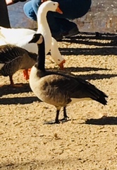 Branta canadensis