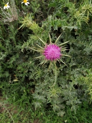 Silybum marianum