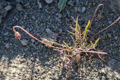 Microseris douglasii douglasii