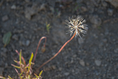 Microseris douglasii douglasii