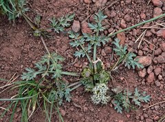Cymopterus glomeratus