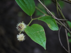 Smilax ovalifolia