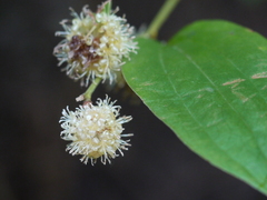 Smilax ovalifolia