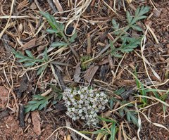 Cymopterus glomeratus