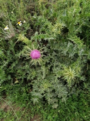 Silybum marianum