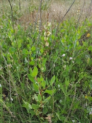 Rumex tingitanus