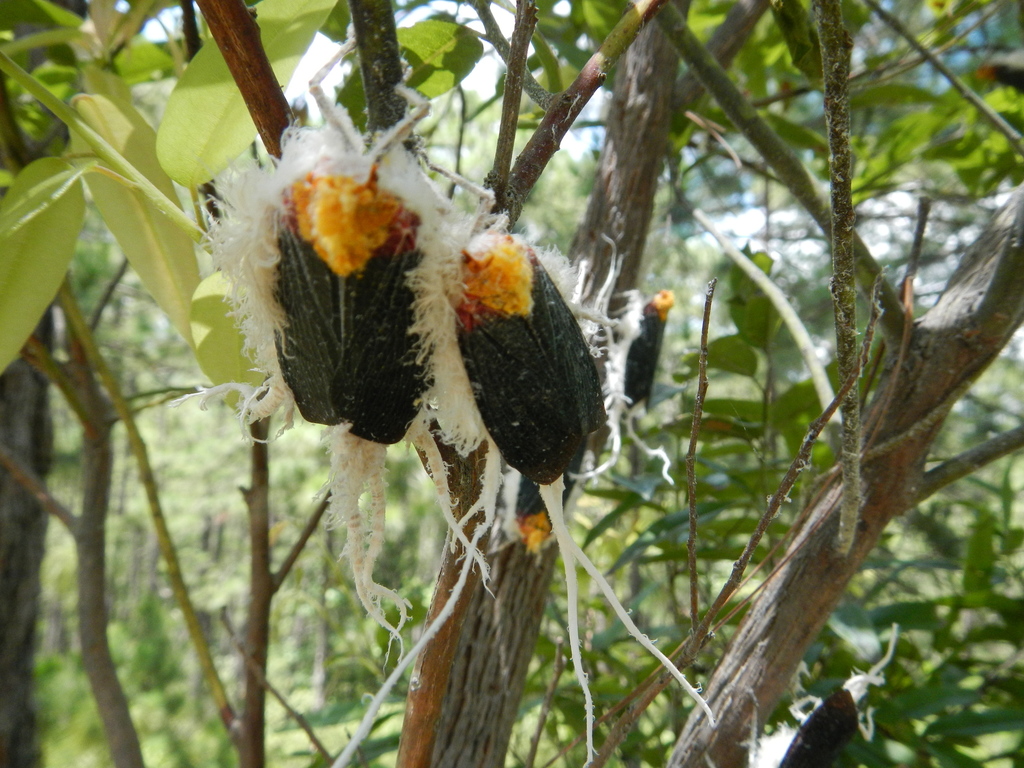 Phenacinae