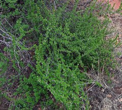 Ribes leptanthum