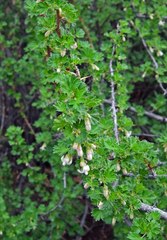 Ribes leptanthum