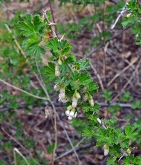 Ribes leptanthum