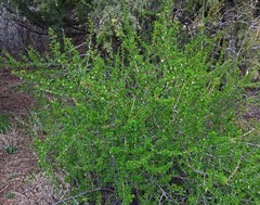 Ribes leptanthum